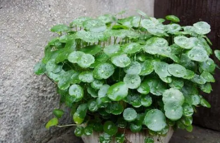 铜钱草土培怎么养1