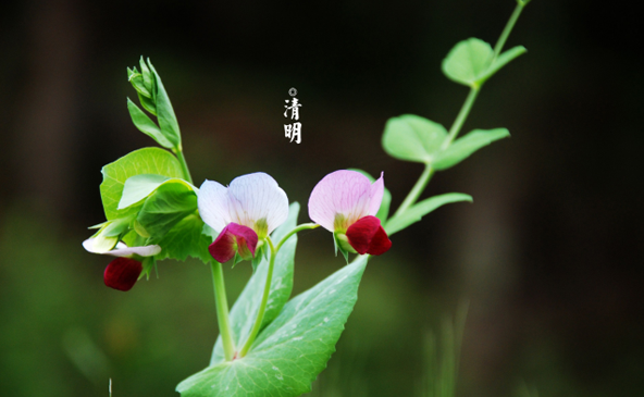 2022清明节三倍工资是一天还是三天1