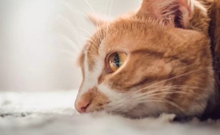 猫鼻子湿润正常吗3