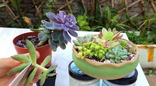 2022立夏后植物能移栽吗3