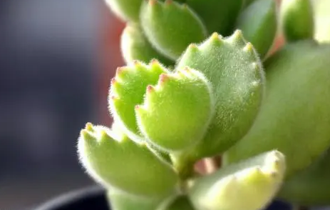 2022立夏后植物能移栽吗1