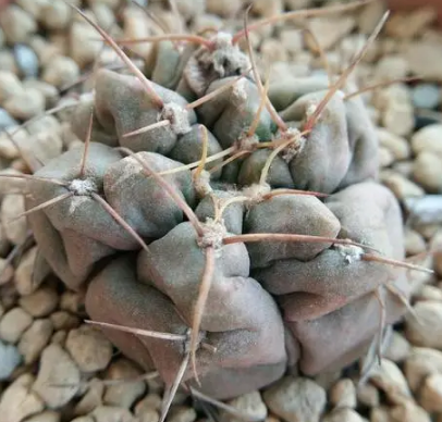 圣王丸烂根是怎么引起的2