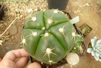 圣王丸烂根是怎么引起的3