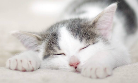 为什么我家猫喜欢睡我旁边1