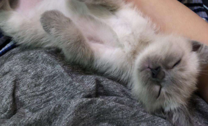 为什么我家猫喜欢睡我旁边3