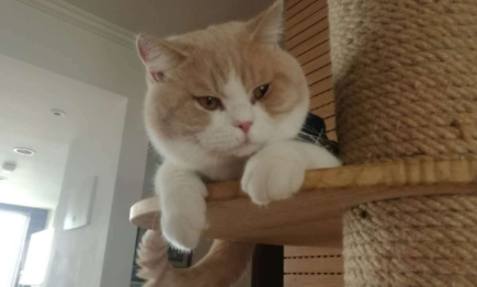 猫吃什么发腮效果最好1