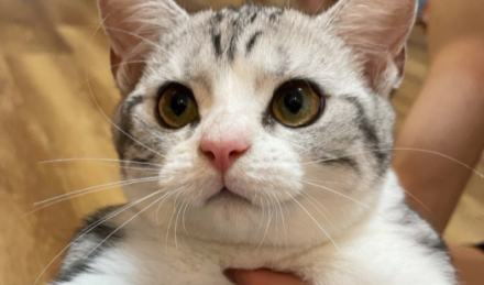 猫吃什么发腮效果最好2