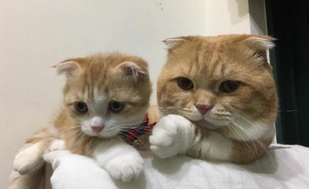 猫吃什么发腮效果最好3