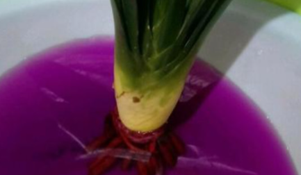 高锰酸钾泡花根需要多长时间2