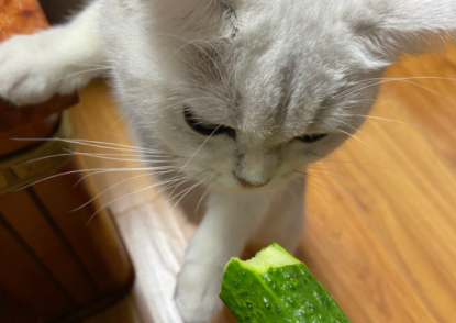 猫吃黄瓜能生吃吗3
