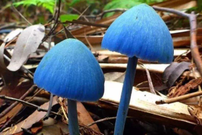 怎么看蘑菇能不能吃1