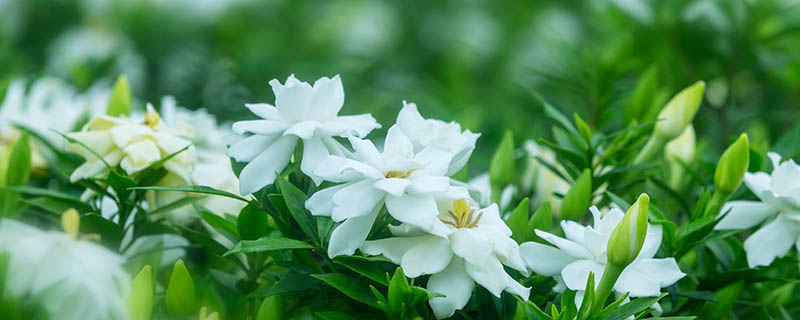 栀子花该怎么养 栀子花的养殖方法