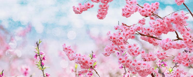 为什么“人间四月芳菲尽，山寺桃花始盛开” 人间四月芳菲尽，山寺桃花始盛开的意思