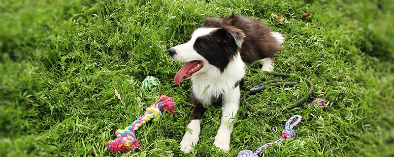 边牧犬多少钱一只 边牧犬的价格是多少