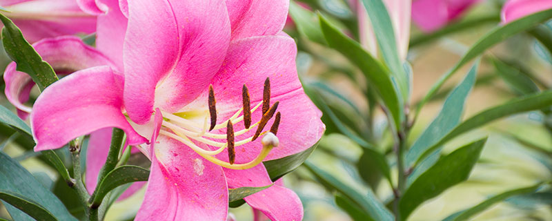 百合花介绍 百合花的寓意
