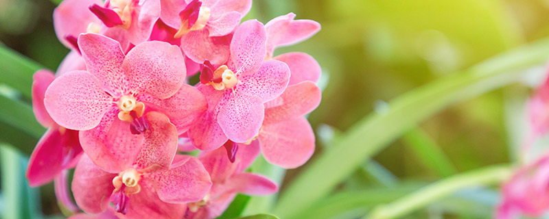 兰花怎么养 兰花平时怎么养护