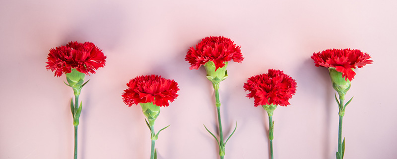 母亲节送花送什么花 母亲节送花一般送什么花