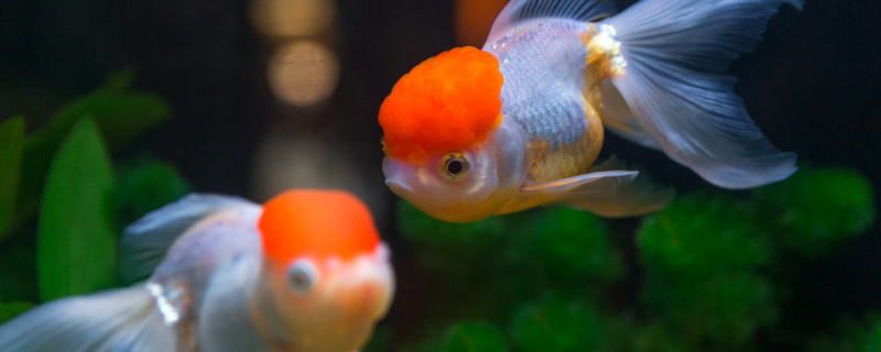 淡水虾虎鱼怎么养 淡水虾虎鱼的养法