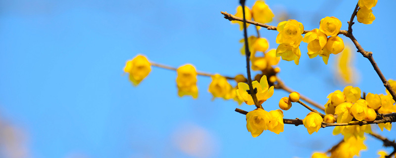 蜡梅是不是梅花  蜡梅和梅花是同一科属吗