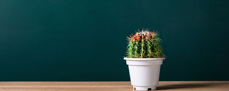 哪些植物盆栽适合放在室内 适合放在室内的植物盆栽推荐
