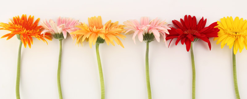 如何制作干花 干花怎么制作