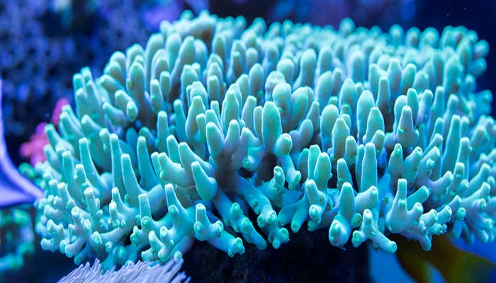 海柳是什么东西 什么是海柳