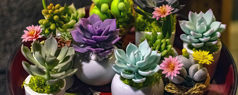 多肉植物的养殖方法 多肉植物如何养