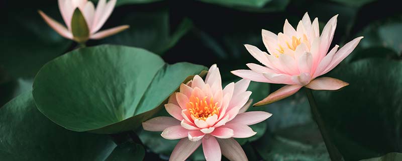 碗莲叶子发黑腐烂怎么办 碗莲叶子发黑腐烂的原因