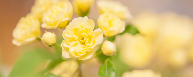 木香花如何养植 木香花的养殖方法
