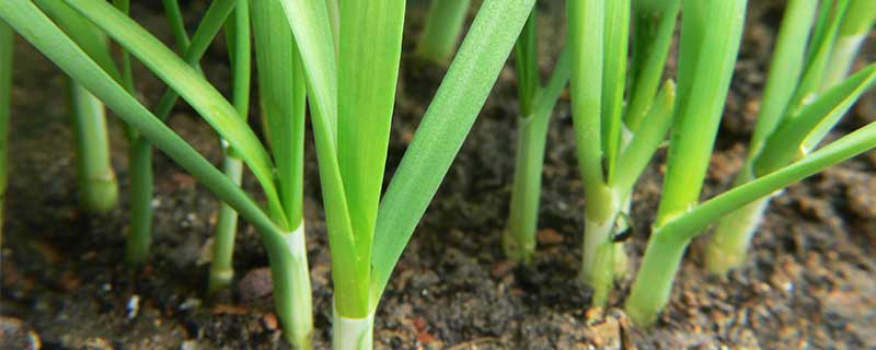 香兰叶的种植方法 香兰叶怎么种植