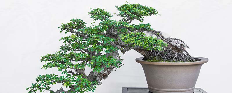 榆树盆景怎样种植 榆树盆景的种植方法