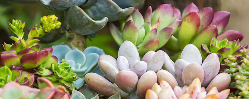 多肉植物冬季养护 冬季如何养护多肉