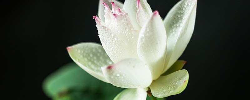 碗莲种植方法 碗莲如何养