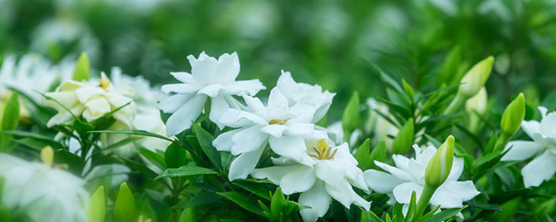栀子花叶黄的原因 栀子花叶黄怎么办