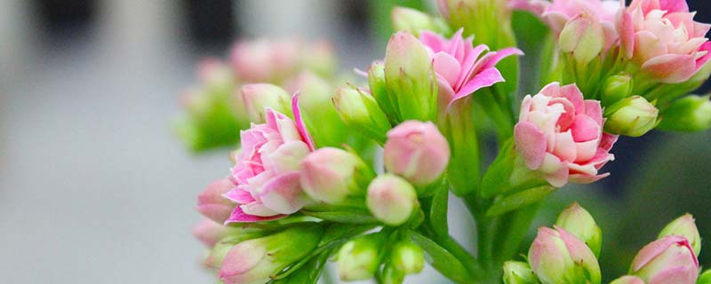 长寿花叶子发软怎么办 长寿花叶子发软的原因