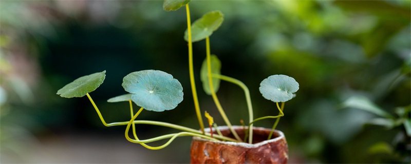 养红边椒草有哪些方法和技巧 养红边椒草有的方法