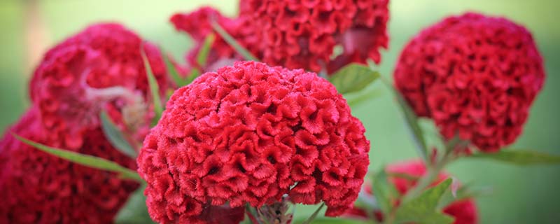 如何养好盆栽的鸡冠花 盆栽的鸡冠花如何养