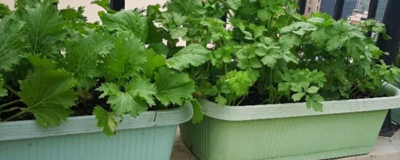 如何在阳台种植蔬菜，附什么蔬菜适合在阳台种植