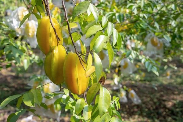 杨桃种植方法，附种植管理