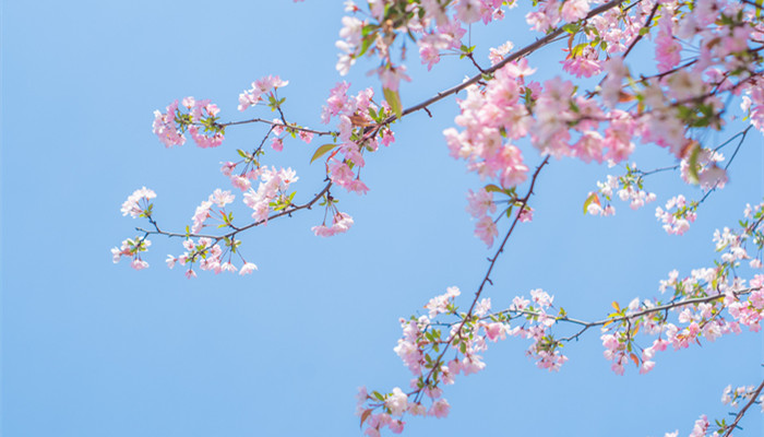 花 垂丝 海棠_700.jpg