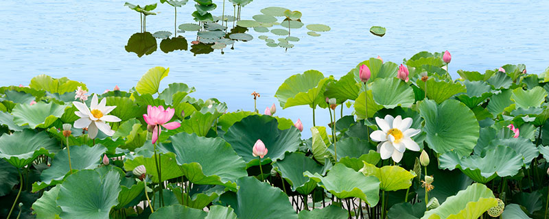 描写夏天的诗有哪些 描写夏天的诗