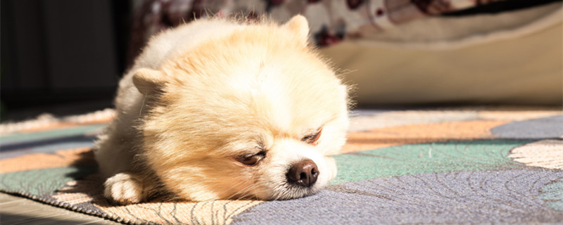 博美犬.jpg