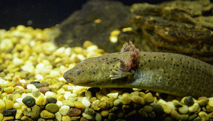 摄图网_305754292_棕色萨拉曼德海洋生物鱼缸水族馆Axolotl游泳水下摄影墨西哥Axolotl（企业商用）_副本.jpg