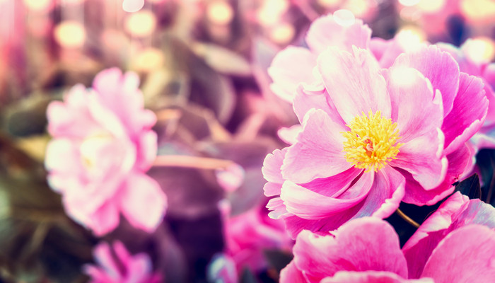 摄图网_300443135_banner_美丽的牡丹花阳光明媚的博克自然背景（企业商用）_副本.jpg