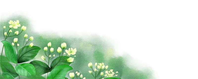 茉莉花语  茉莉花的花语是什么