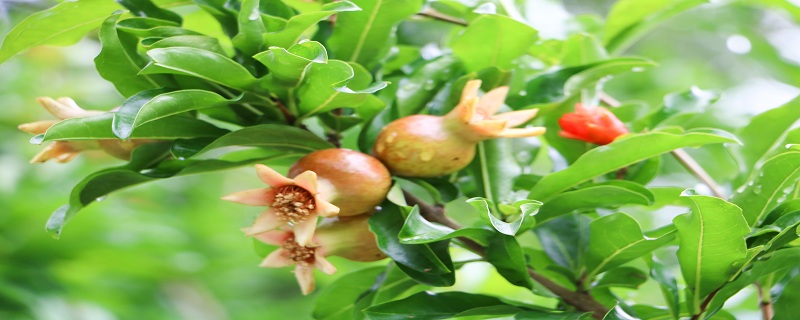 石榴花什么季节开花 石榴花什么时候开花