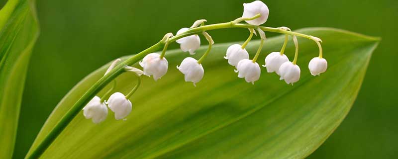 铃兰花的寓意是什么 铃兰花的花语