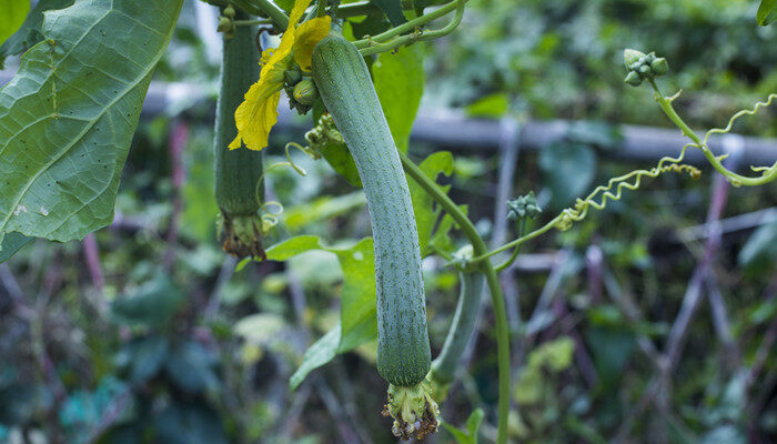 丝瓜种植时间及技术要点