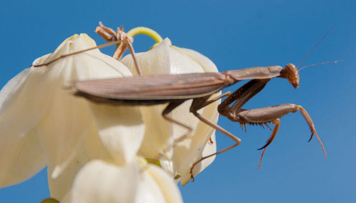 野生螳螂能养活吗 野生螳螂可以养活吗
