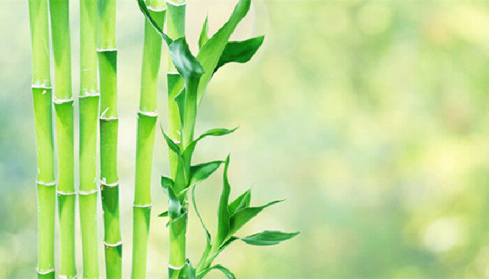 富贵竹怎么养?富贵竹的水养殖方法 富贵竹水培方法